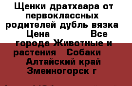 Щенки дратхаара от первоклассных  родителей(дубль вязка) › Цена ­ 22 000 - Все города Животные и растения » Собаки   . Алтайский край,Змеиногорск г.